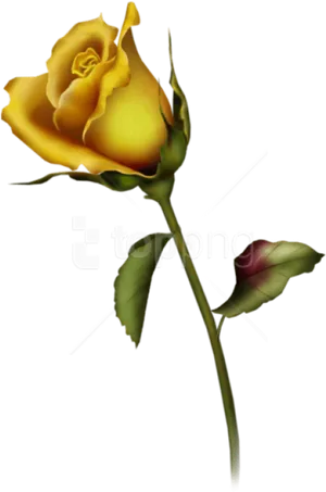 Yellow Rose Single Stem PNG Image