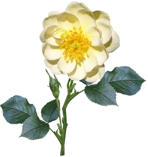 Yellow Rose Transparent Background PNG Image