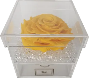 Yellow Rosein Acrylic Display Box PNG Image