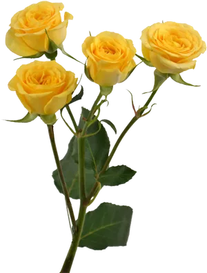 Yellow Roses Black Background PNG Image