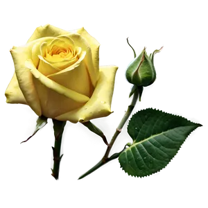 Yellow Roses Png 44 PNG Image