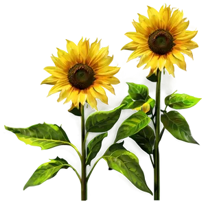 Yellow Sunflowers Png Vpd16 PNG Image