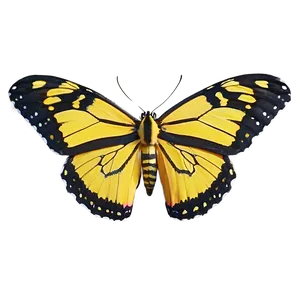 Yellow Tiger Butterfly Png Jjt PNG Image