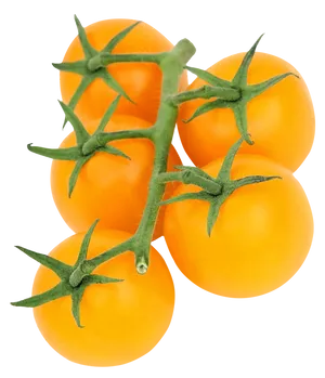 Yellow Tomatoeson Vine PNG Image