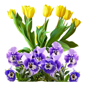 Yellow_ Tulips_and_ Purple_ Pansies PNG Image