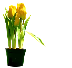 Yellow Tulipsin Pot Silhouette PNG Image