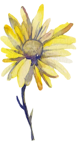 Yellow Watercolor Daisy.png PNG Image