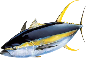 Yellowfin Tuna Illustration PNG Image