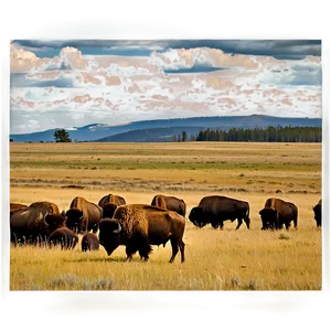 Yellowstone Bison Herd Png 06112024 PNG Image