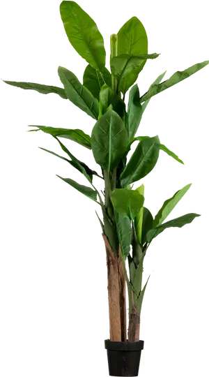 Young Banana Plantin Pot PNG Image