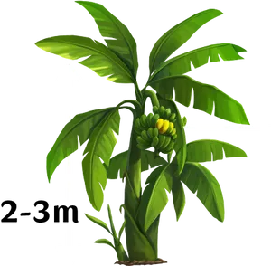 Young Banana Tree With Fruit Height Indicator PNG Image