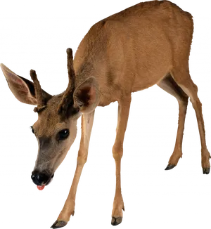 Young Brown Deer Transparent Background PNG Image