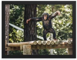 Young Chimpanzee Balancingon Fence PNG Image