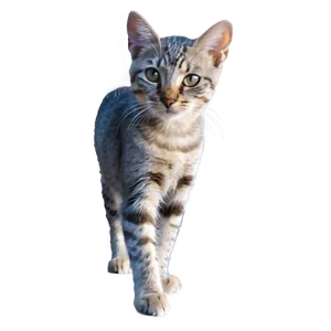 Young Grey Cat Png Osm PNG Image