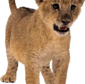 Young Lion Cub Portrait PNG Image