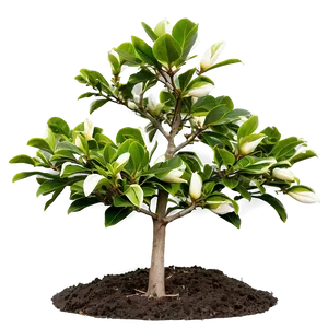 Young Magnolia Tree Growing Png Qhg PNG Image