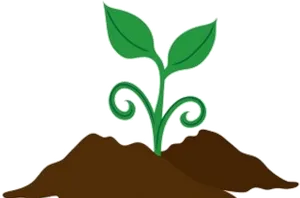 Young Plant Growing In Soil PNG Image