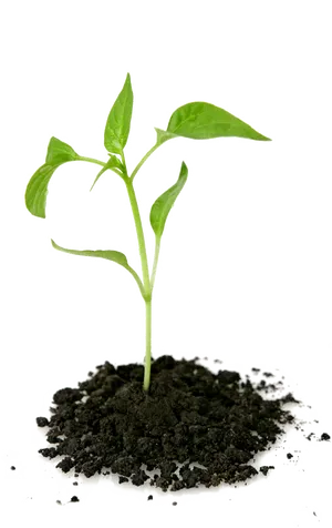 Young Plant Growingin Soilon Black Background PNG Image