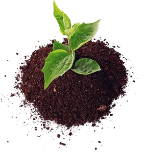 Young Plantin Fertile Soil PNG Image