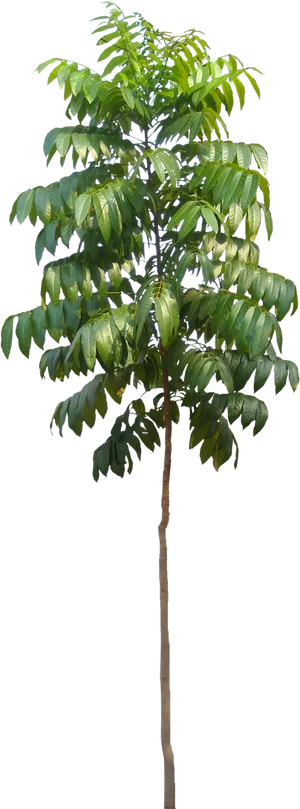 Young Tree Isolatedon Black Background PNG Image