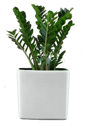 Zamioculcas Zamiifolia Plantin White Pot PNG