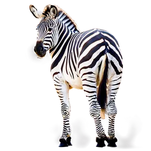 Zebra Herd Safari PNG Gnm91 PNG