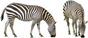 Zebras_ Grazing_ Side_ View.png PNG Image