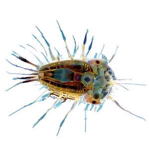 Zooplankton Feeding Behavior Png 24 PNG Image