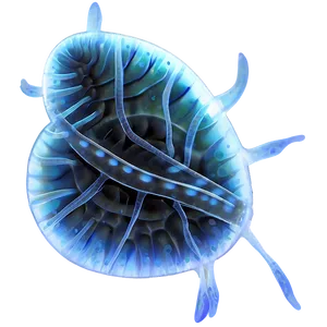 Zooplankton Illustration Png Jlj30 PNG Image